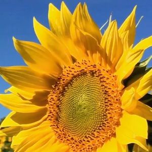 Meet your Posher, Candice